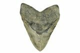 Huge, Fossil Megalodon Tooth - Serrated Blade #271229-1